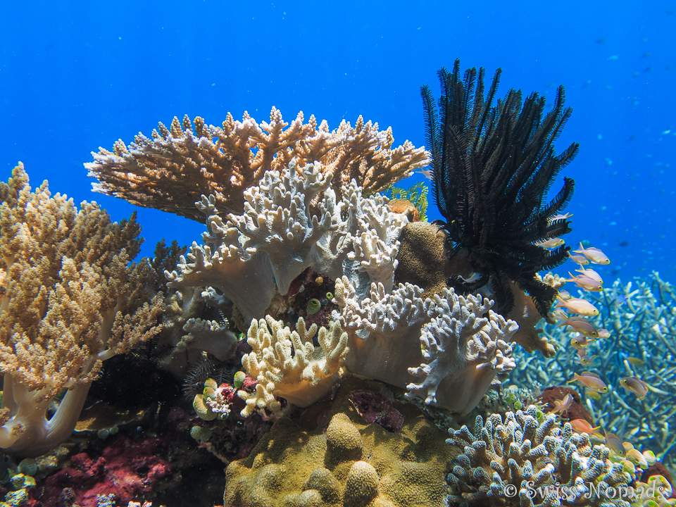 Unberührte Korallenriffe in Raja Ampat