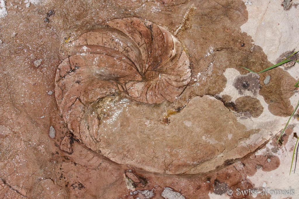 Versteinerter Nautilus am Monzabonsee beim Wandern in Lech