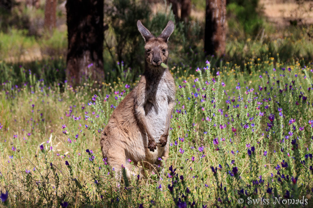 Im Flinders Ranges Nationalpark kannst du gut Kängoroos beobachten