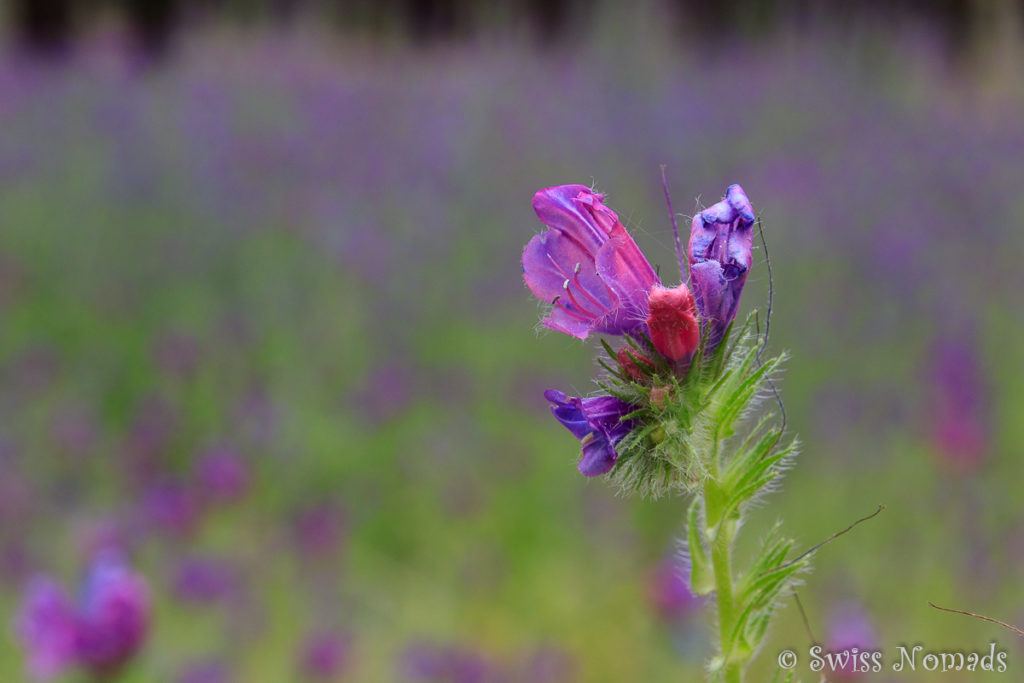 Nahaufnahme der wunderschönen Wildblumen