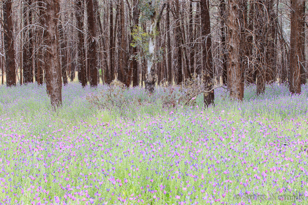 Die Wildblumen bringen sehr viel Farbe in den Flinders Ranges Nationalpark