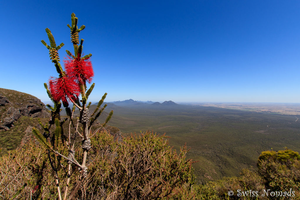 Banksia auf dem Bluff Knoll