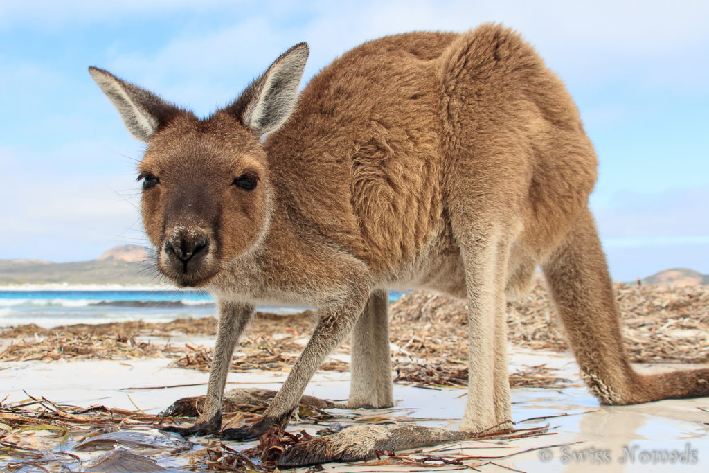 Känguru Lucky Bay WA