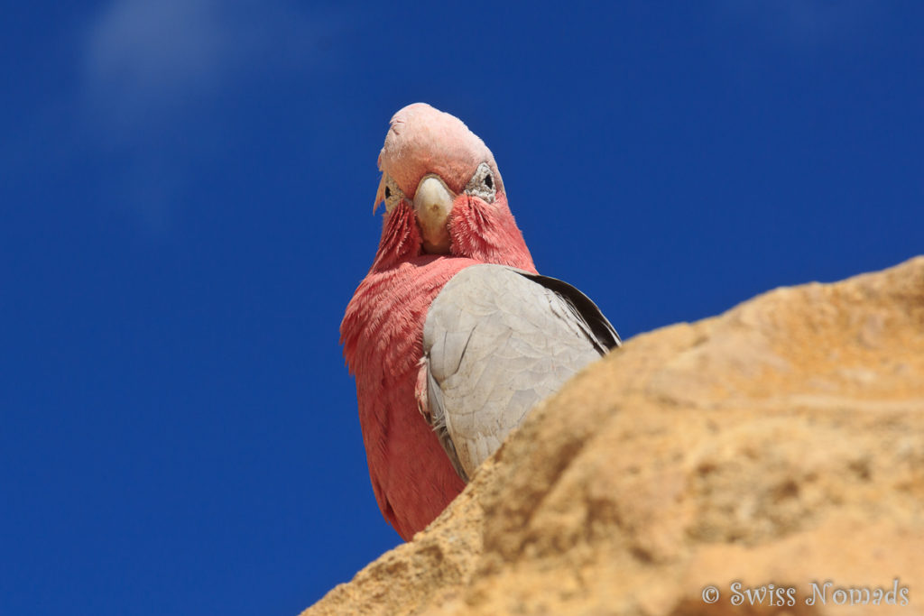 Galah in der Pinnacles Desert