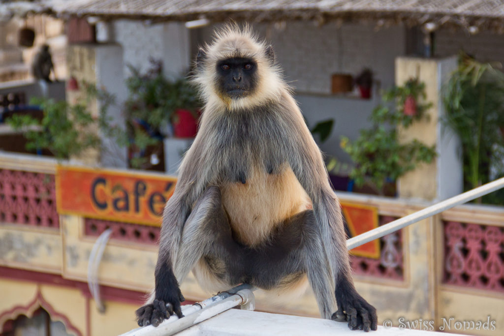 Besucher auf der Dachterrasse im Haveli in Pushkar