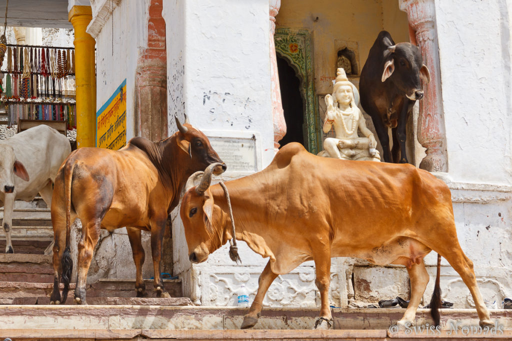 Kühe bei den Tempel in der heiligen Stadt Pushkar