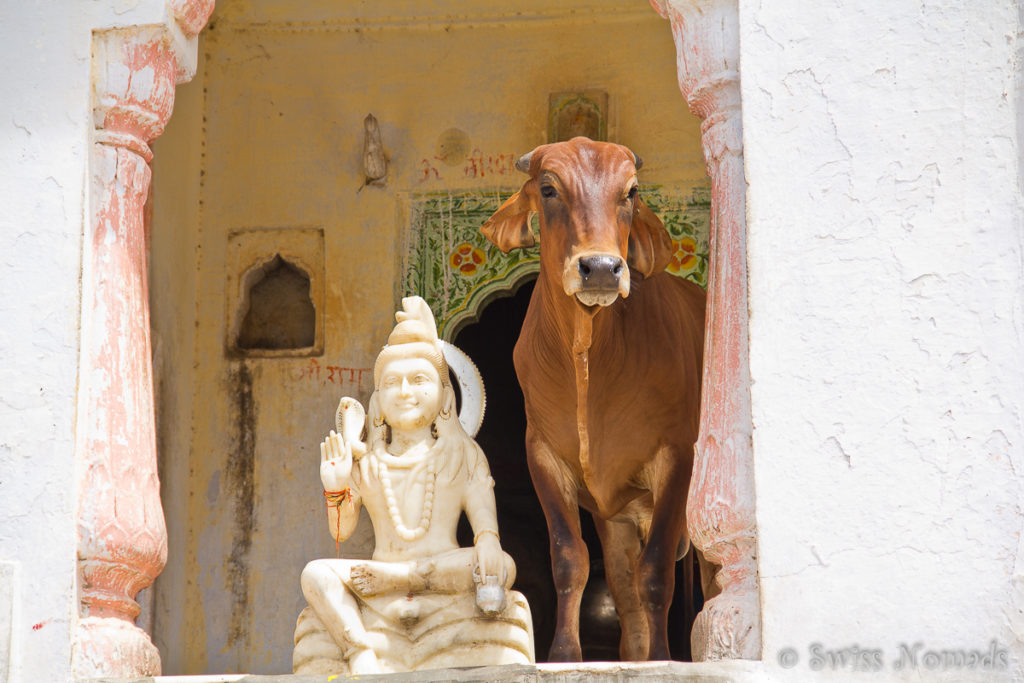 Kuh im Tempel in der heiligen Stadt Pushkar