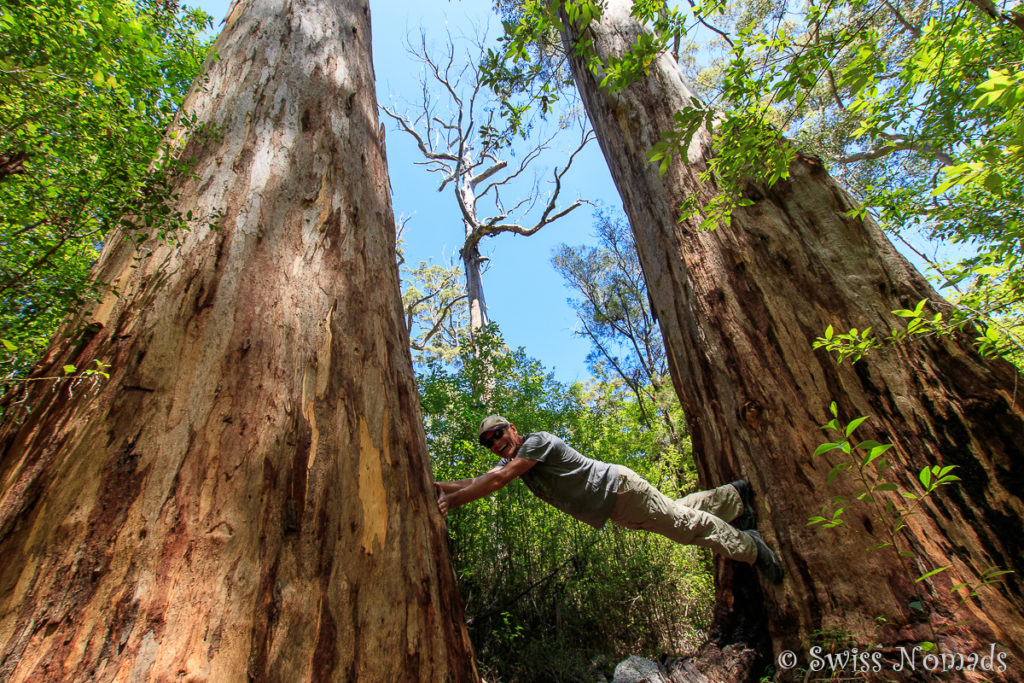 Riesige Bäume im Wald bei Walpole in Westaustralien