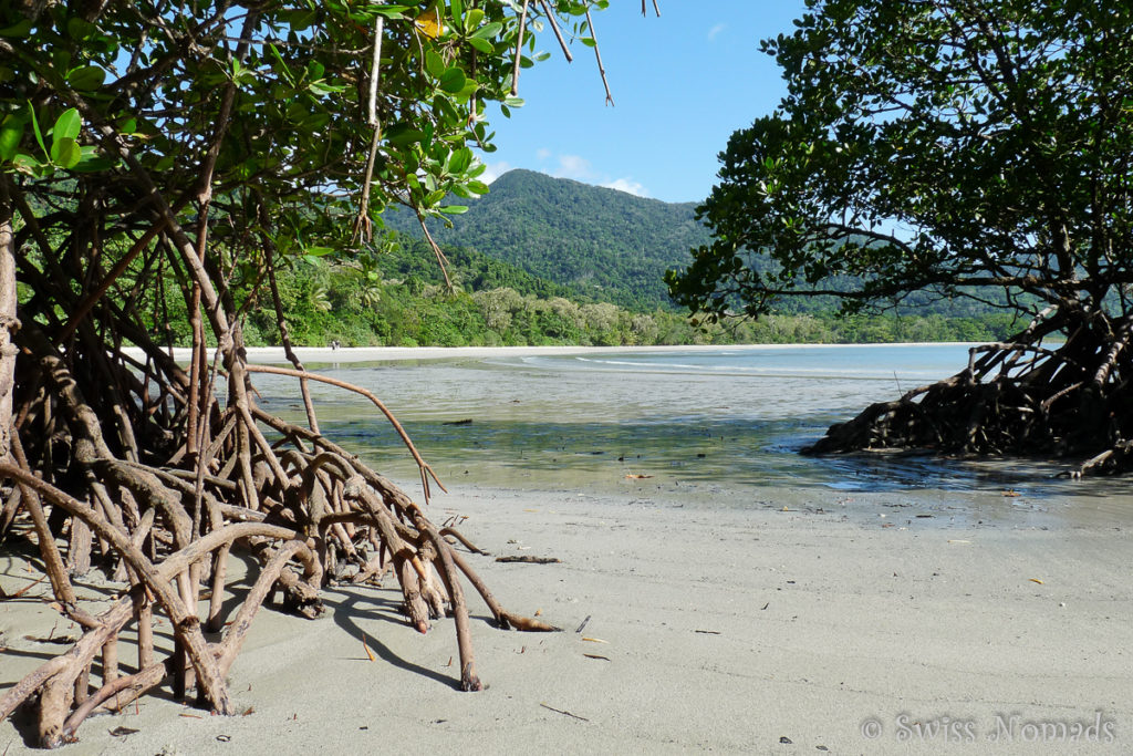 Mangroven am Cape Tribulation im Daintree Nationalpark