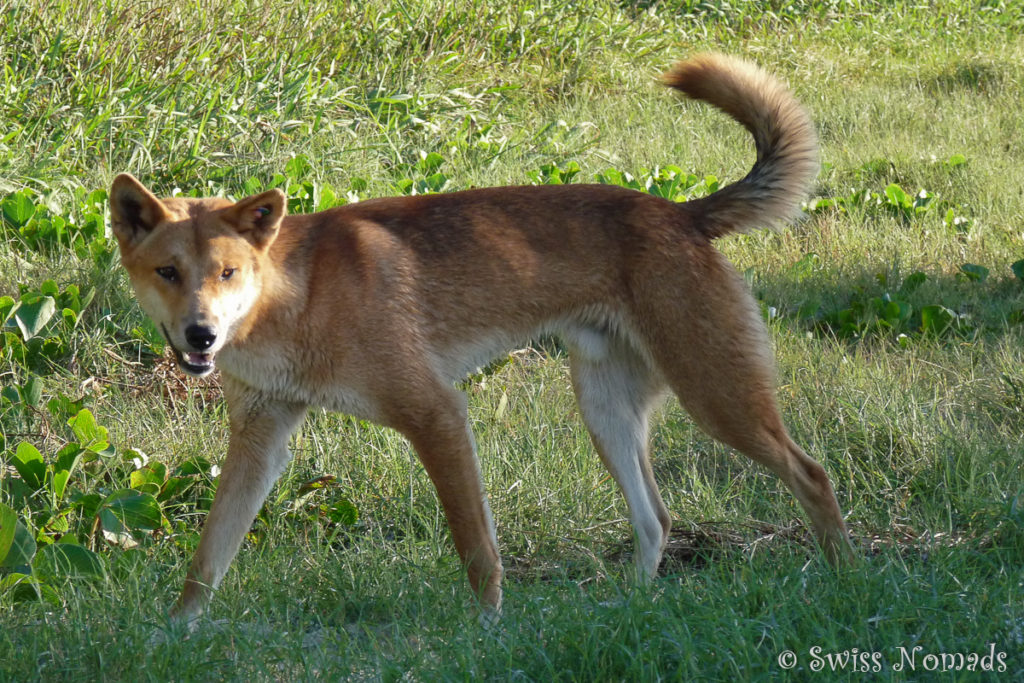 Ein Dingo auf Fraser Island in Australien