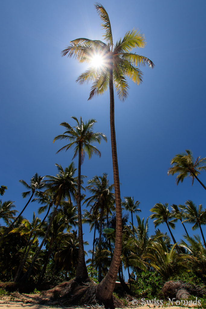 Kokos Palme an der Mission Beach Australien