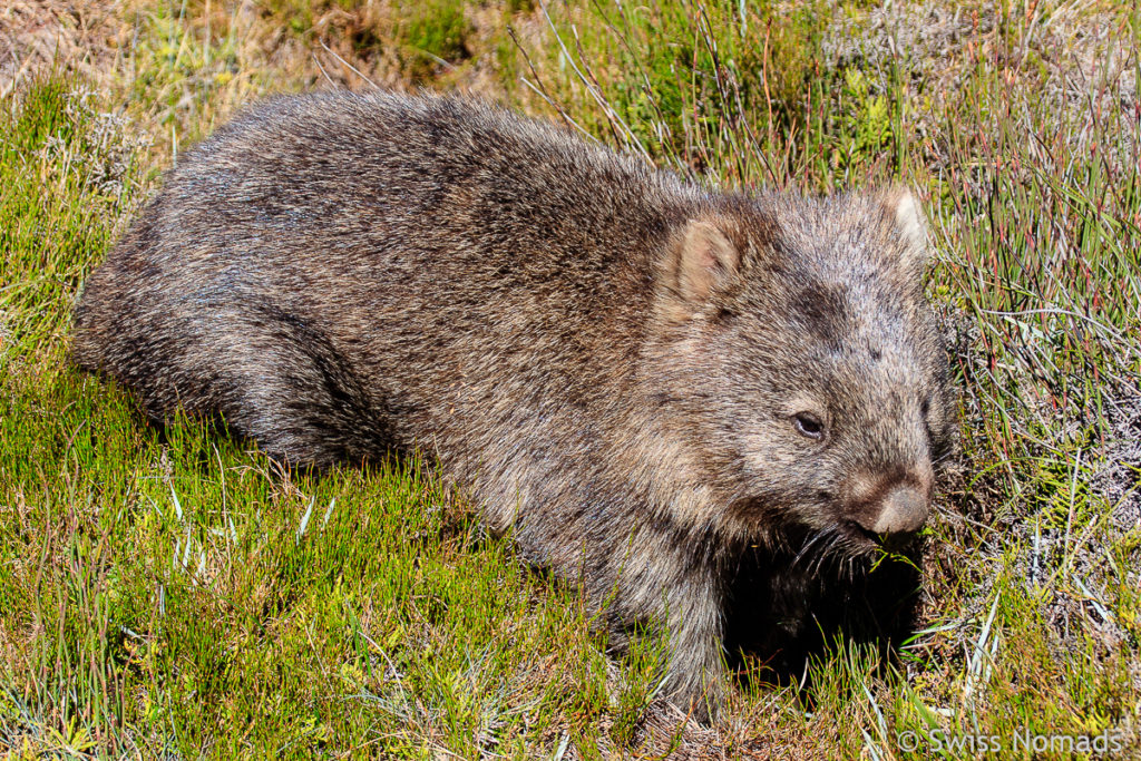 Wombat bei Ronny Creek im Cradle Mountain Nationalpark