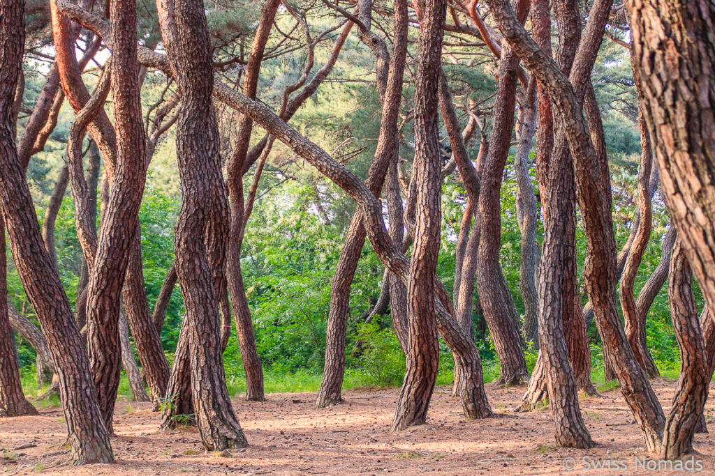 Wunderschöner Wald im Gyeonju Nationalpark