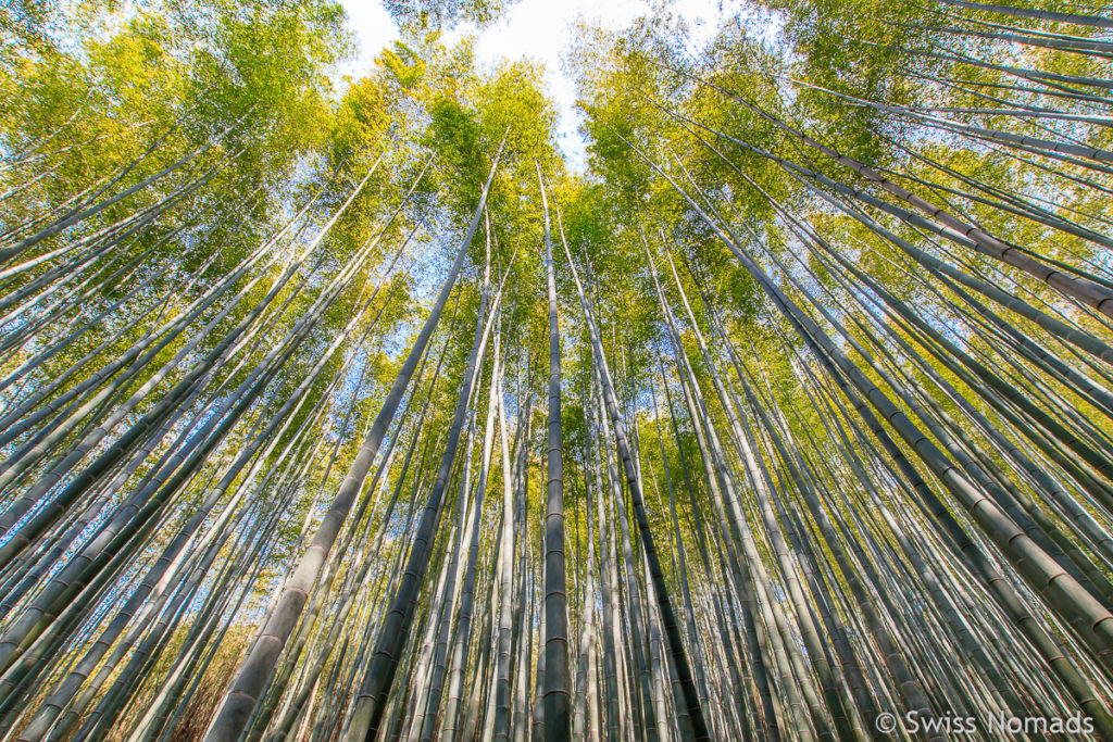 Bambus Wald in Daehan Dawon in Südkorea