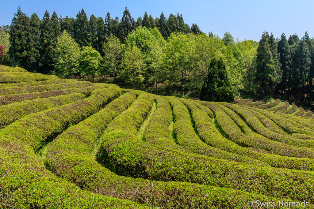 Daehan Dawon Teeplantage in Boseong Südkorea