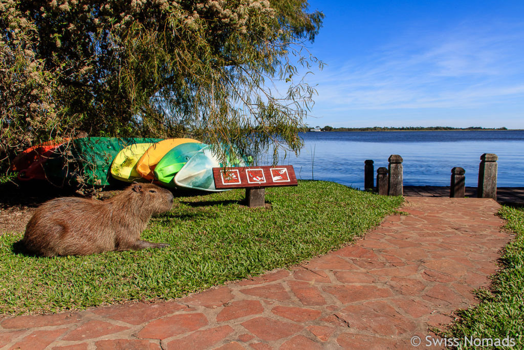 Camping Colonia Pellegrini Capybara