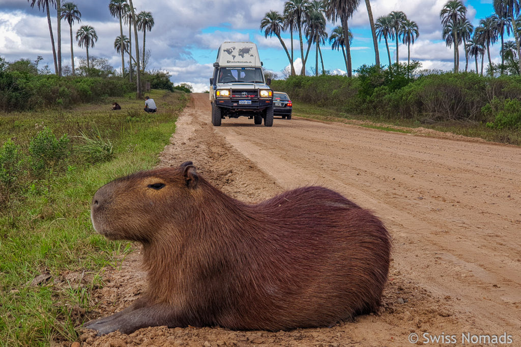 Capybara El Palmar Nationalpark Strasse