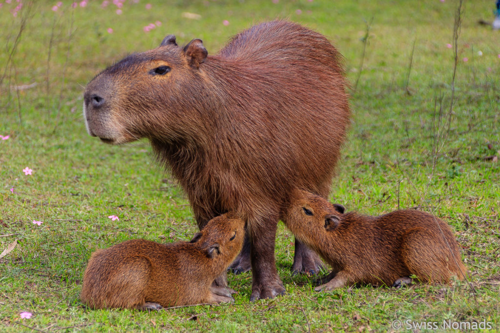 Capybara Familie El Palmar