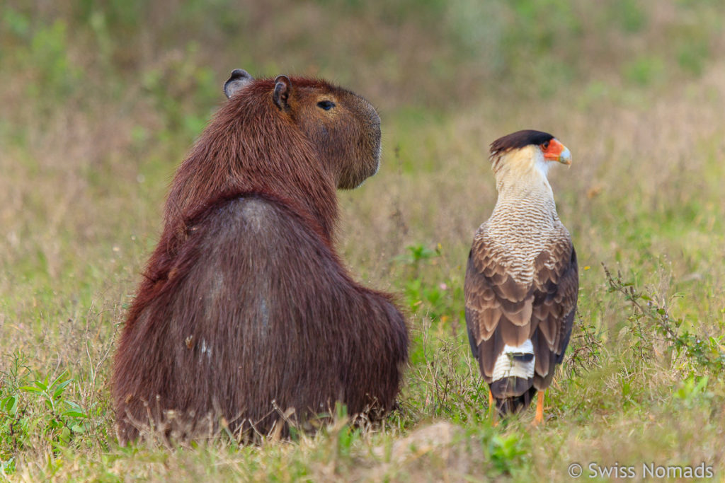 Capybara mit Schopfkarakara