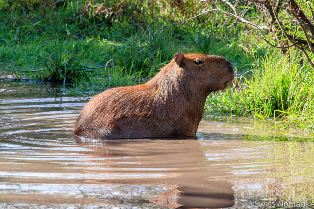 Capybara Wasserloch