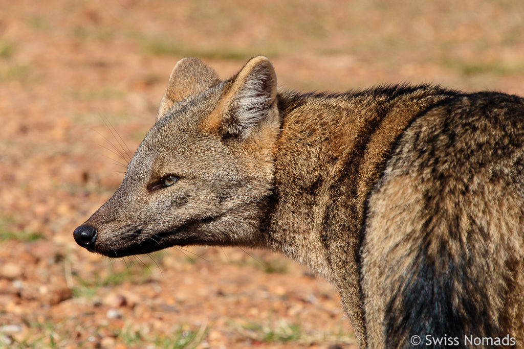 El Palmar Fuchs