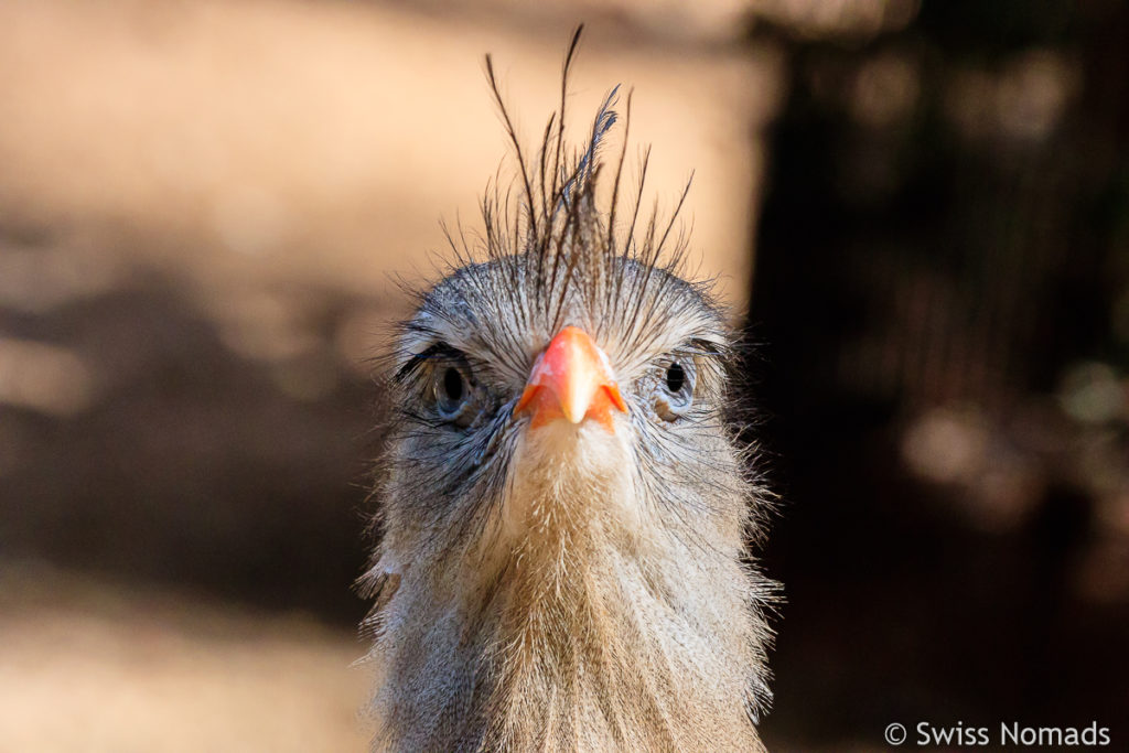 Sereimas Vogel Brasilien