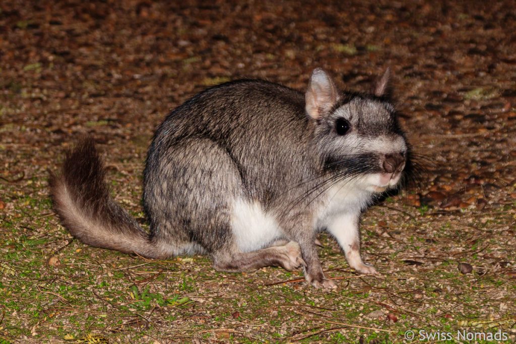 Viscacha El Palmar