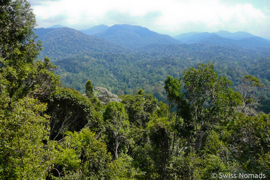 Aussicht Urwald Taman Negara