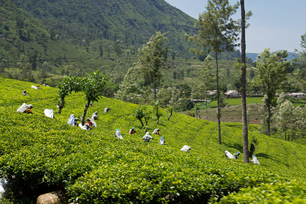 Tee Ernte auf dem Weg nach Nuwara Eliya