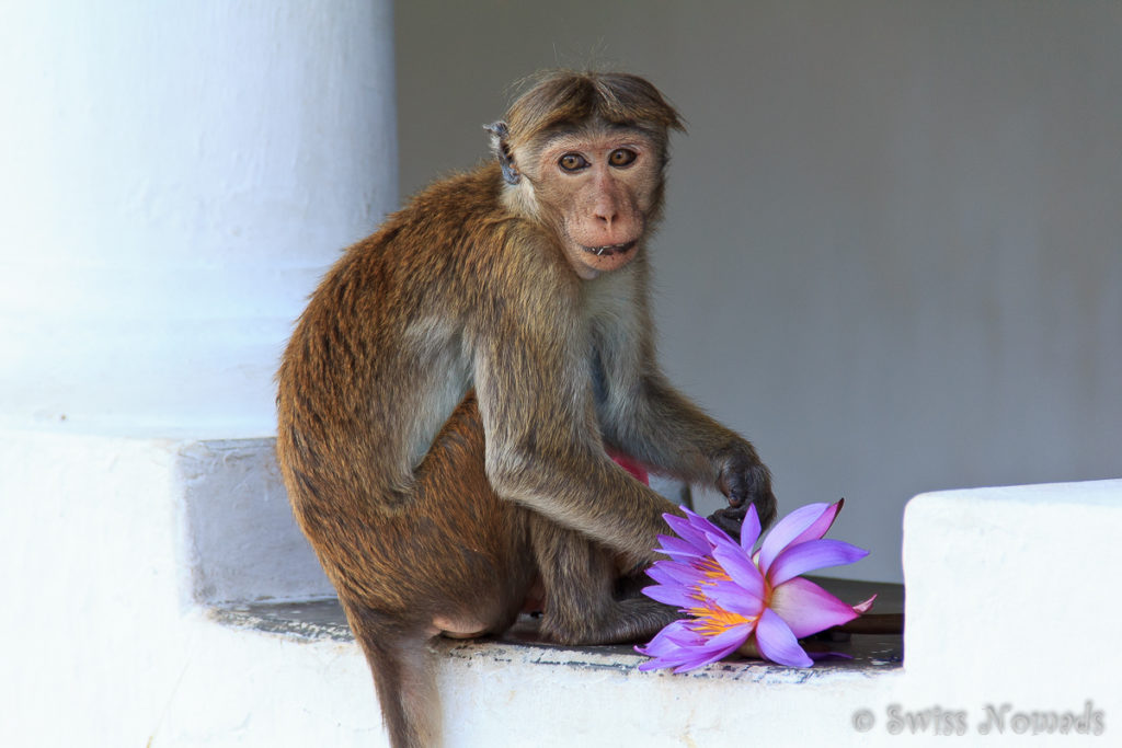 Affe beim Dambulla Felsen Tempel