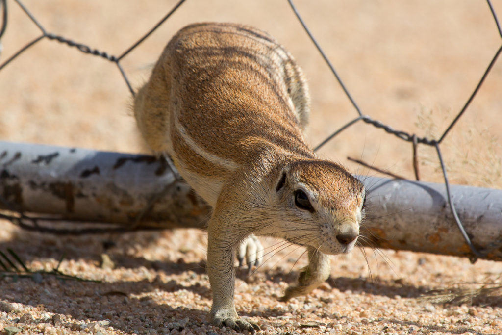 Erdhörnchen in Namibia