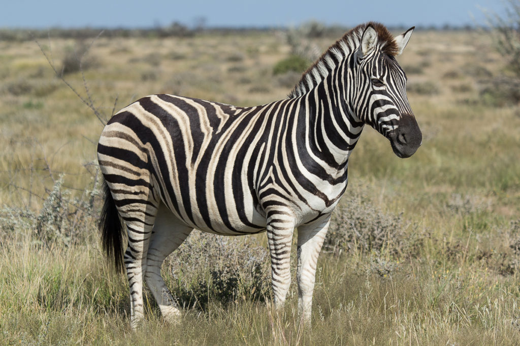 Zebra im Etosha Nationalpark