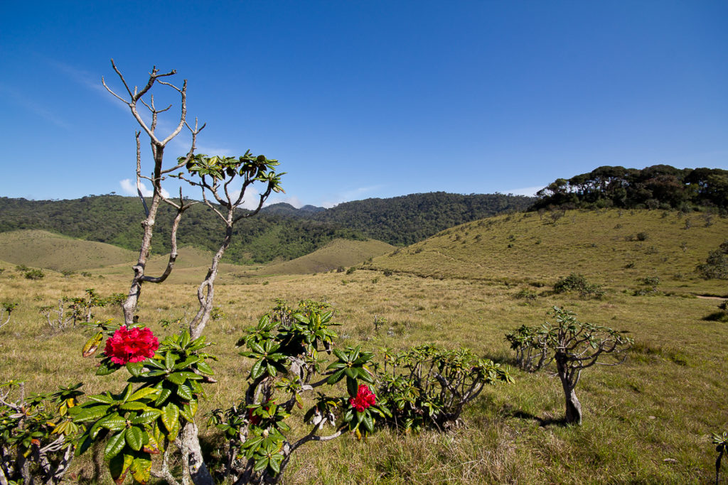 Rhododendron im Horton Plains Nationalpark