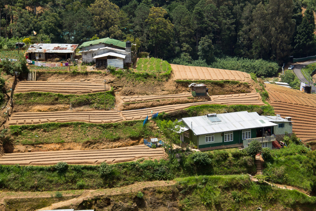 Gemüse Gärten in Nuwara Eliya