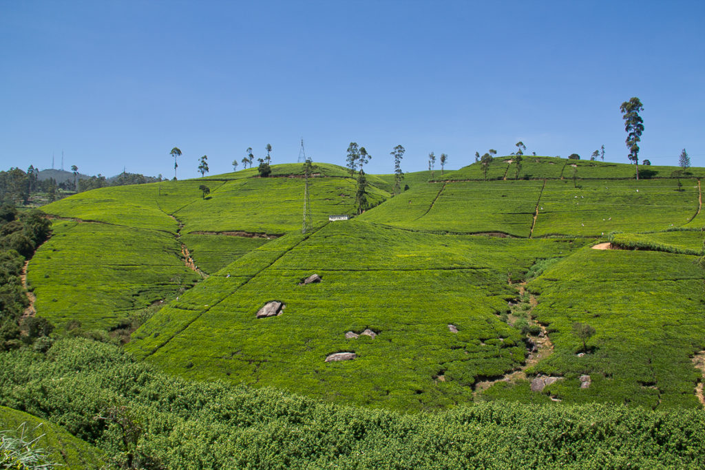 Teeplantage Mackwoods in Nuwara Eliya