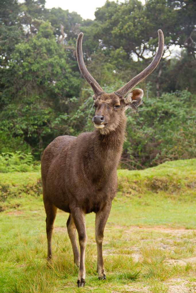 Sambar Hirsch im Horton Plains Nationalpark