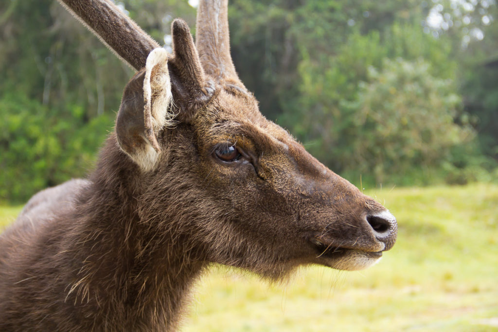 Sambar Hirsch im Nationalpark