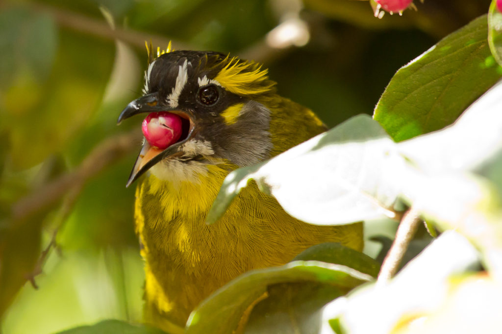 Vogelbeobachtung in Nuwara Eliya