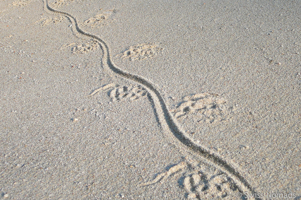 Waran Spur im Sand