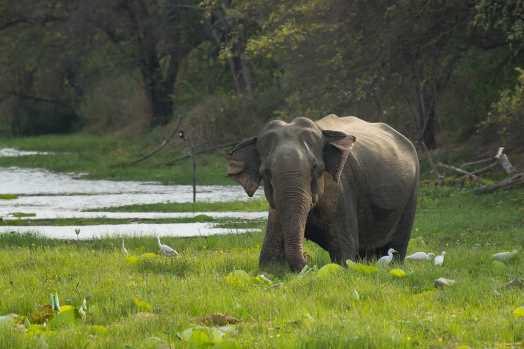 Elefant im Yala Nationalpark in Sri Lanka