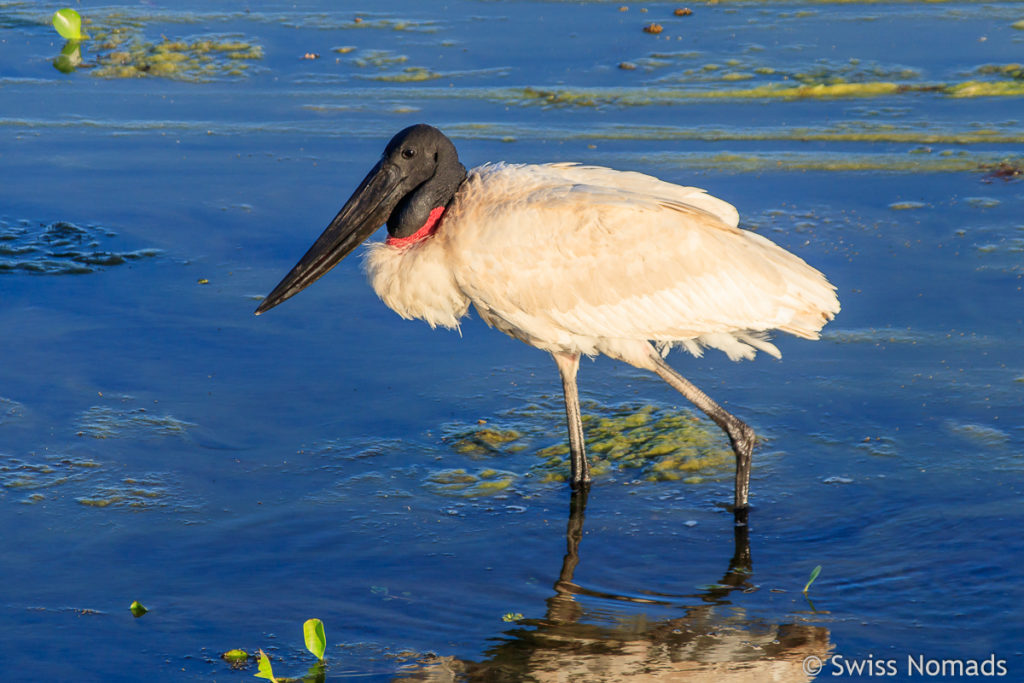 Jabiru im Banado la Estrella