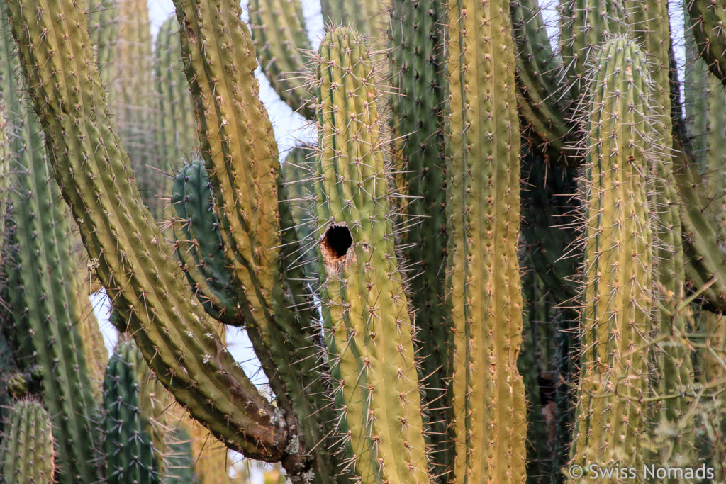 Kaktus im Reserva Natural Formosa