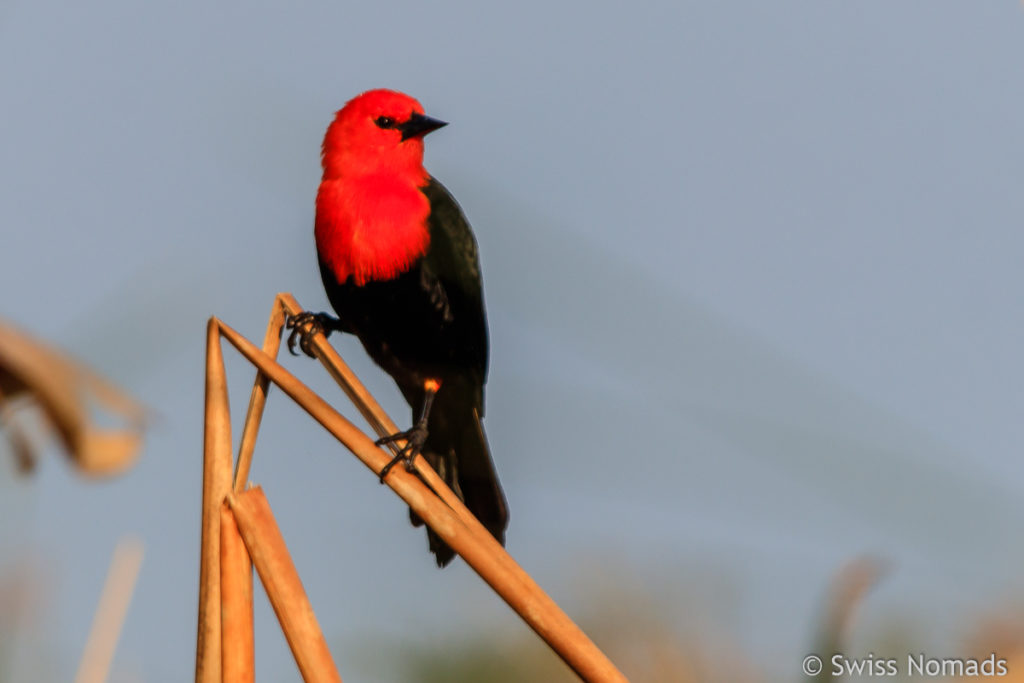 Scarlet Headed Black Bird bei der Laguna Blanca