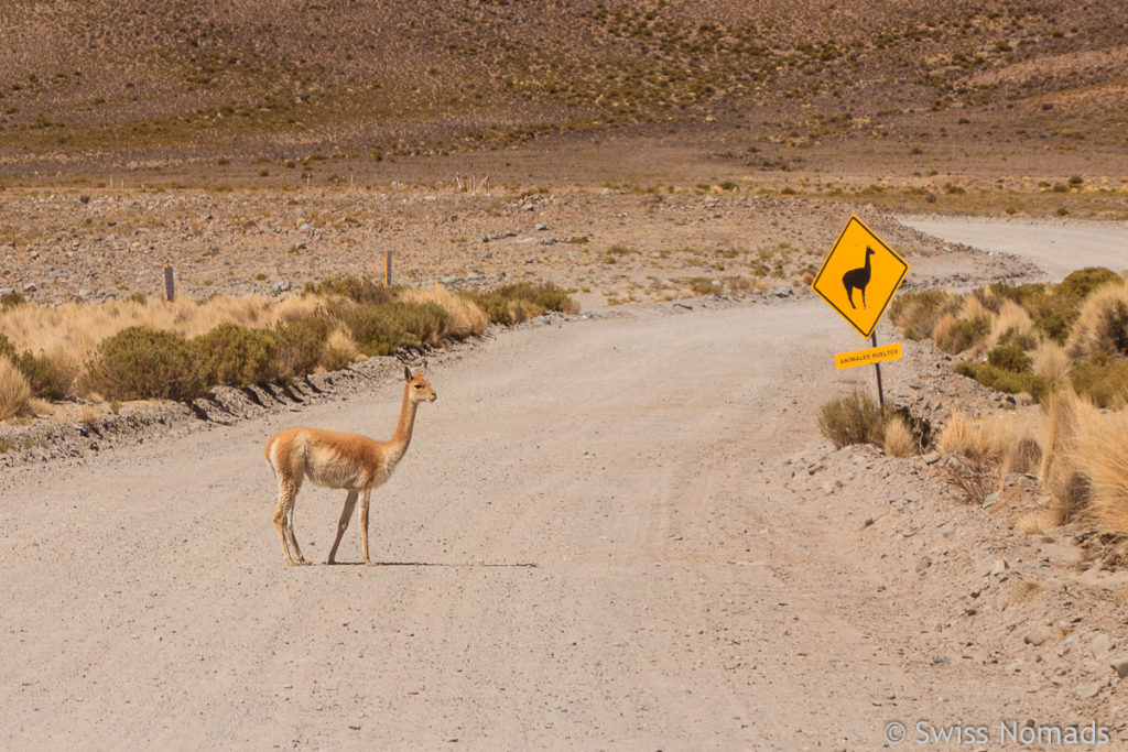 Vicuna Puna Argentinien