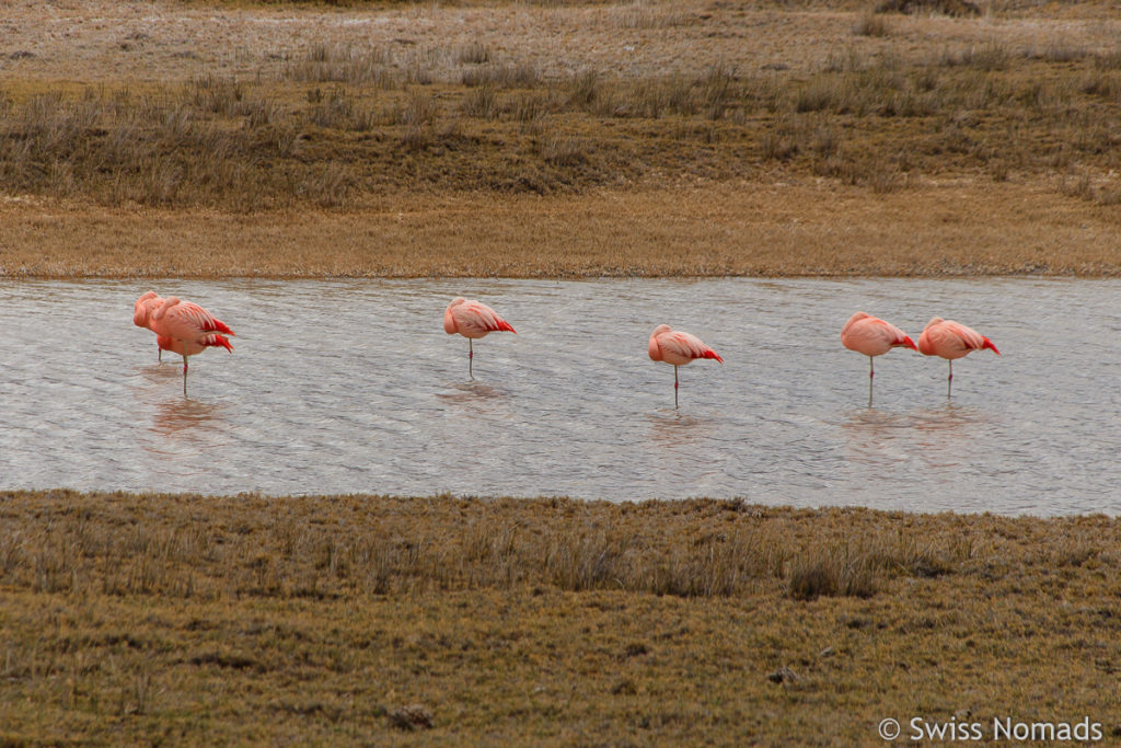 Flamingos in Patagonien