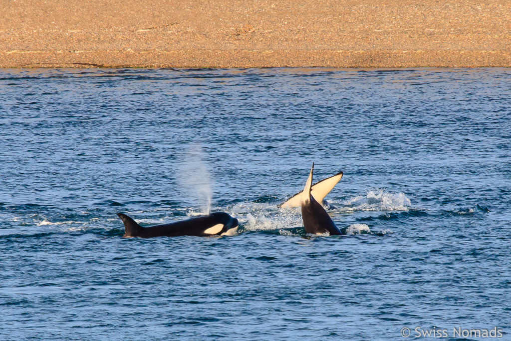 Orcas beim Mirador Caleta Valdes