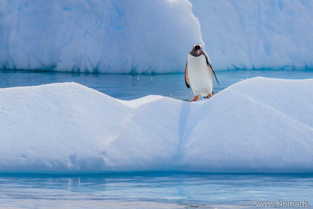 Eselspinguin in der Antarktis