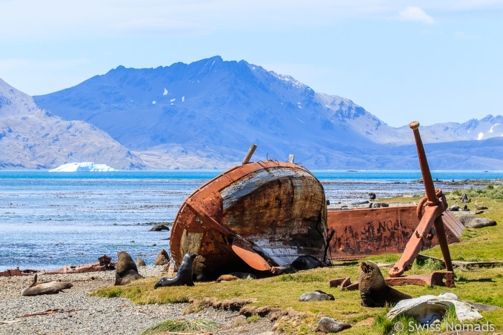 Wrack auf Grytviken Südgeorgien