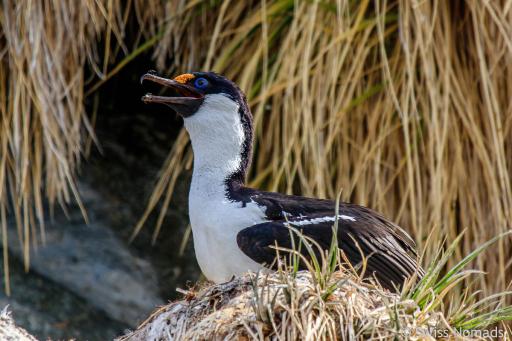 Antarkischer Kormoran