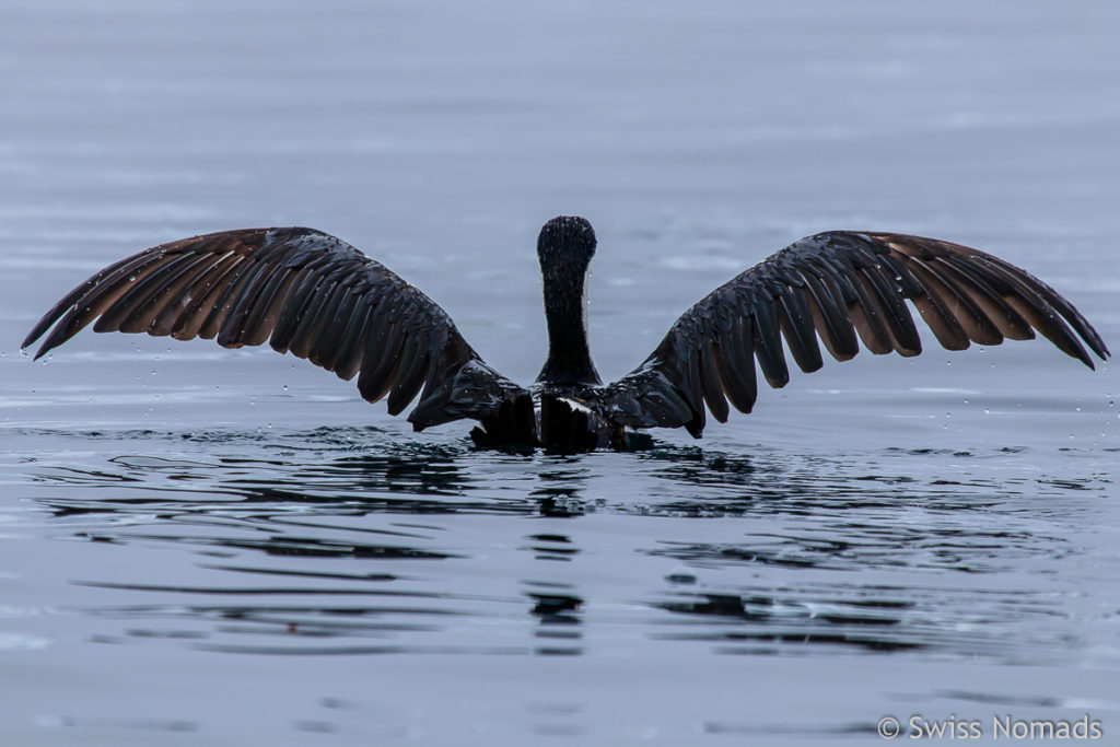 Antarkischer Kormoran Wasser